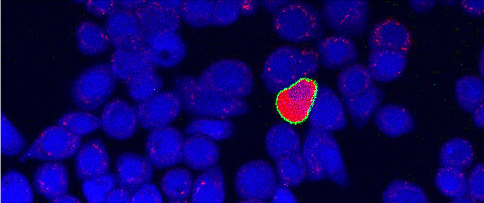 Module 3: Bio-interfaces across scales