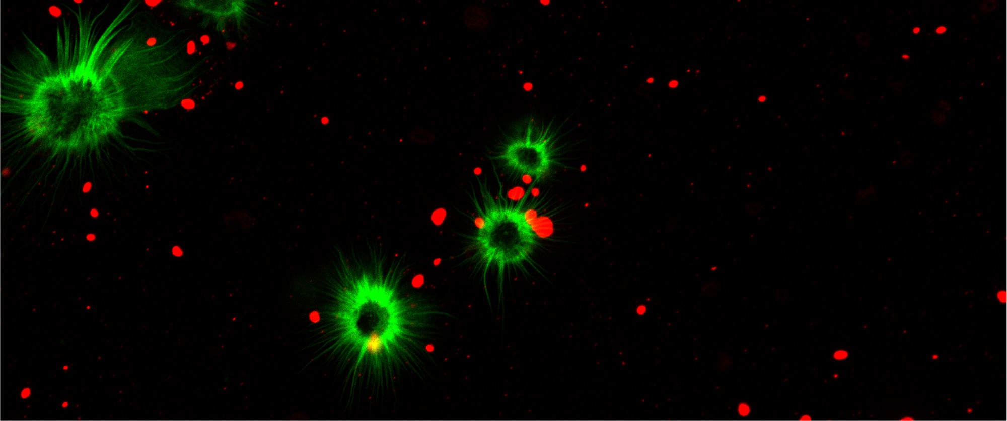 Module 3: Interactions of responsive materials with cells